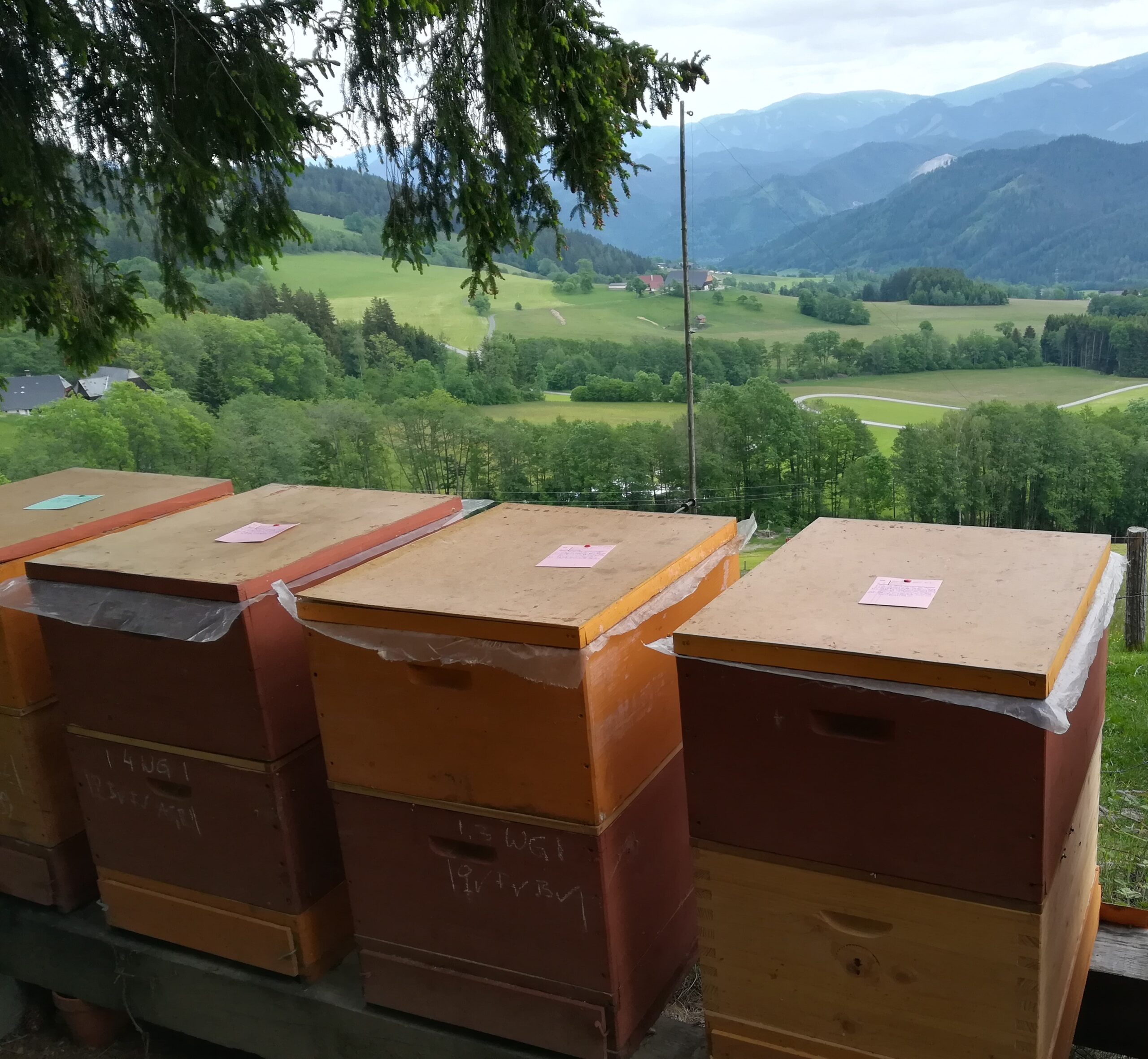 Bienenstand in der Natur an einem Waldrand in Greith in St. Marein bei Knittelfeld im Murtal