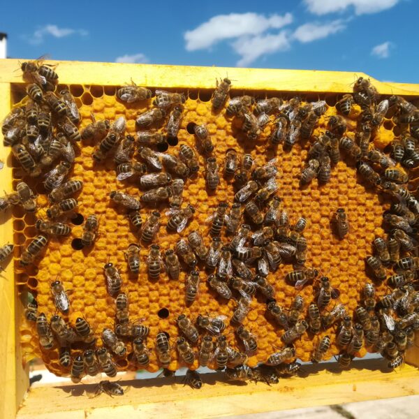 Bienen auf Wabe am Bienenstand der Imkerei Körner im Murtal in Knittelfeld