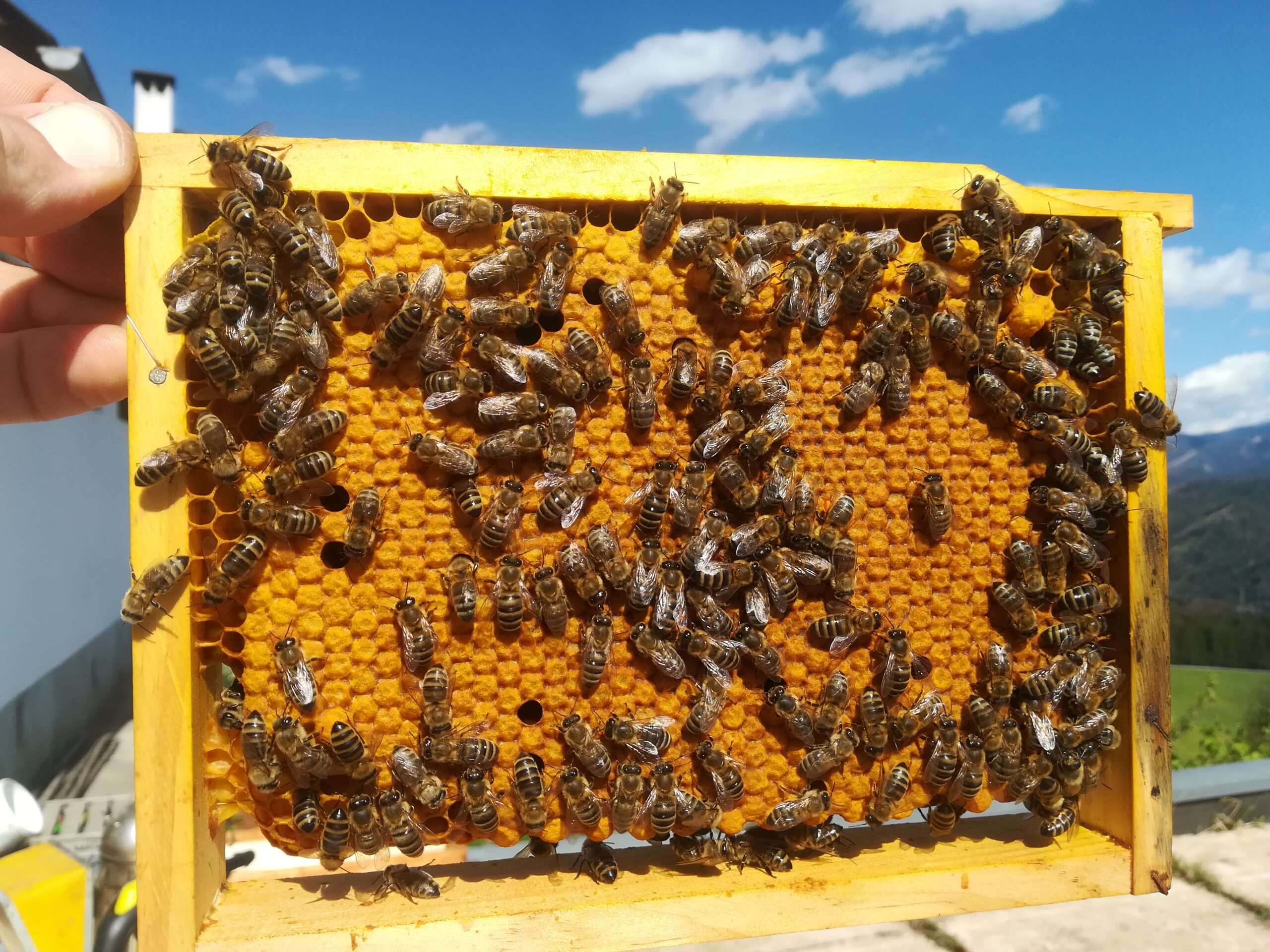 Bienen auf Wabe am Bienenstand der Imkerei Körner im Murtal in Knittelfeld